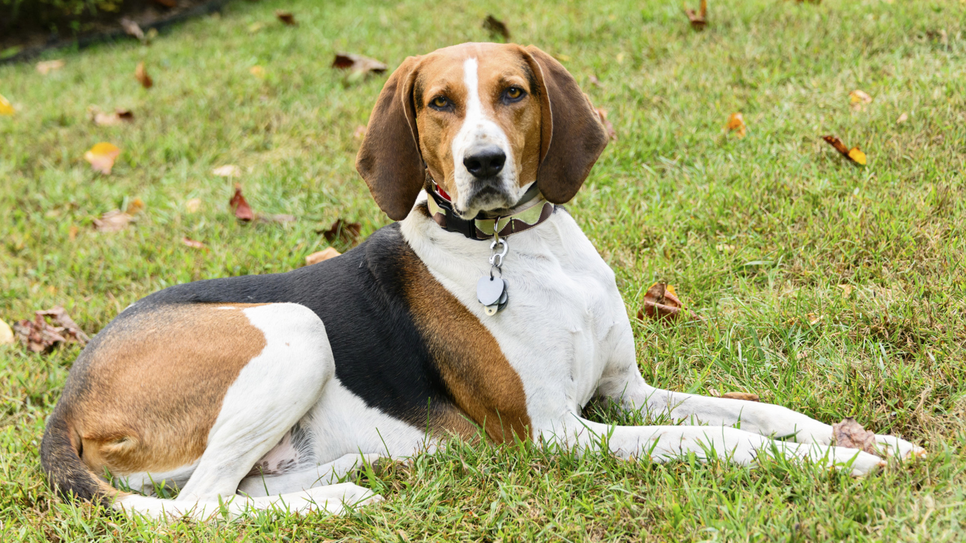 American English Coonhound: Photo #11