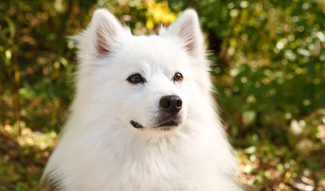 American Eskimo Dog: Photo #7