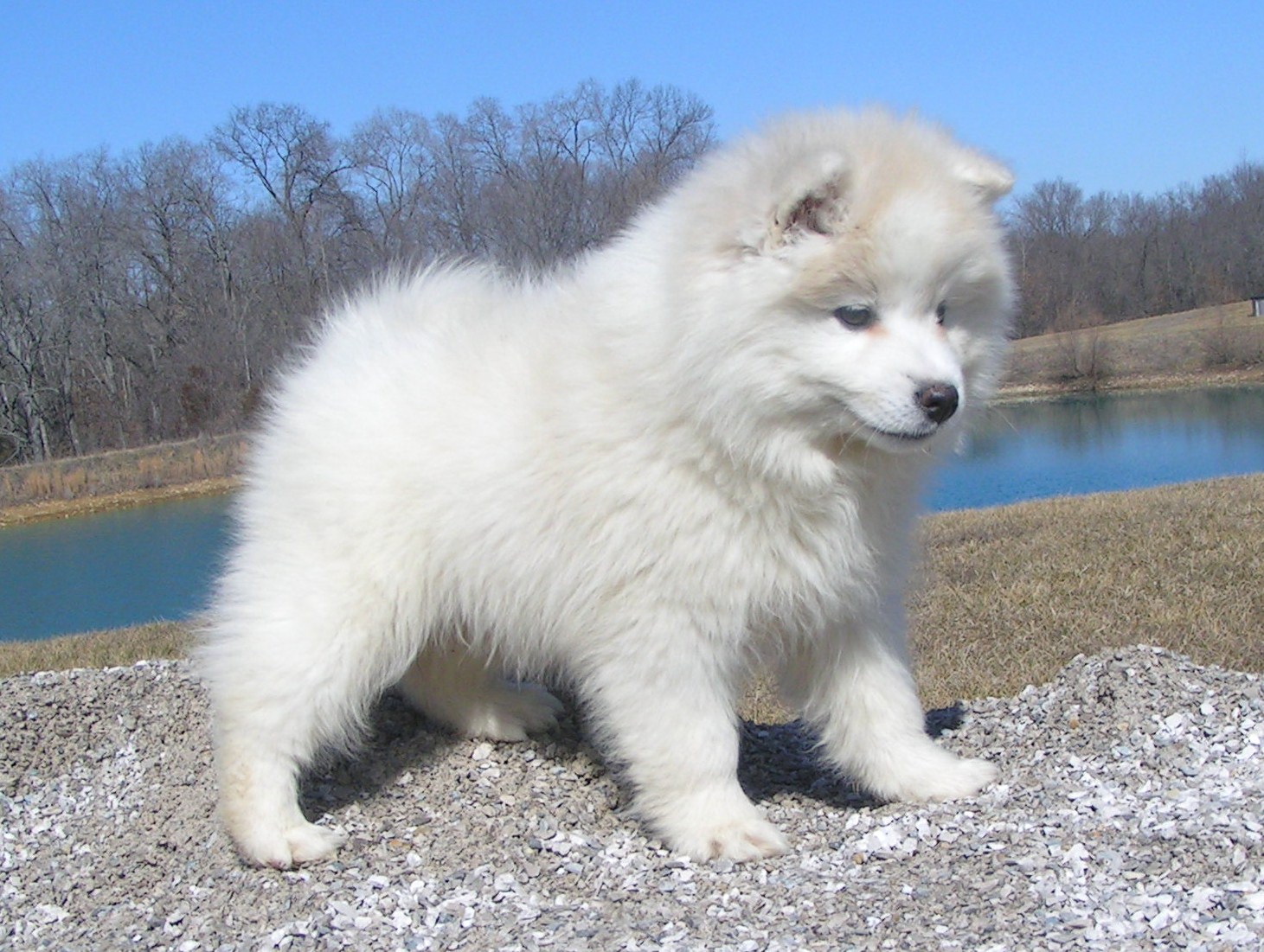 american-eskimo-dog-temperament-lifespan-shedding-puppy