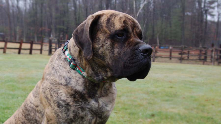 american mastiff puppies