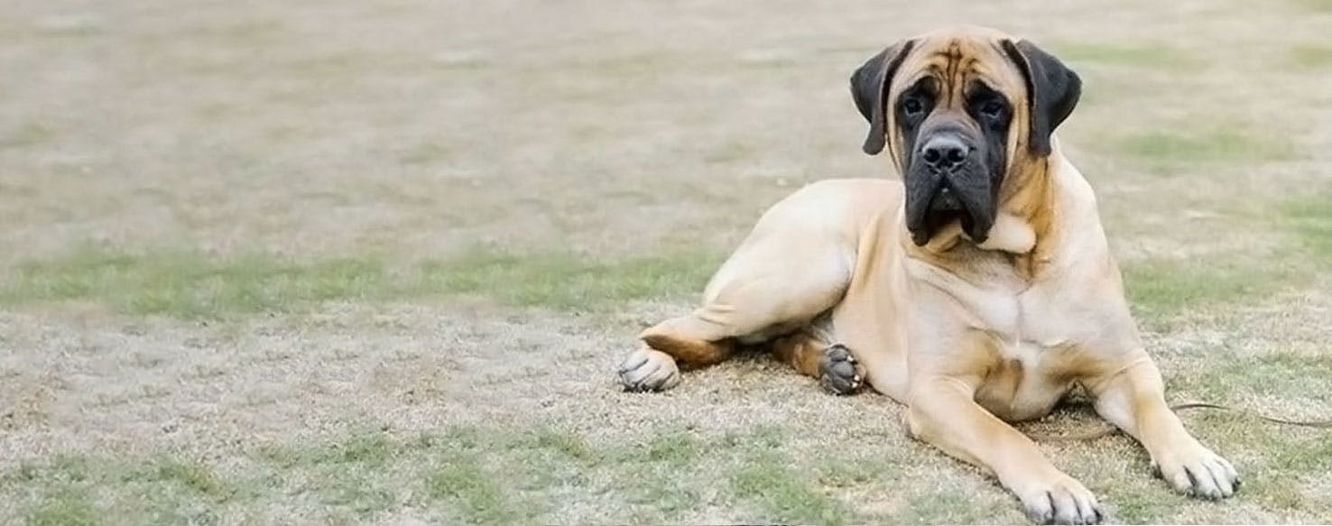 american-mastiff-temperament-lifespan-shedding-puppy