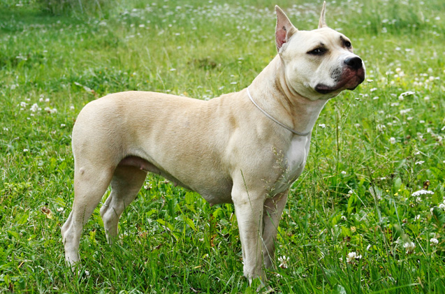 American Staffordshire Terrier: Photo #8