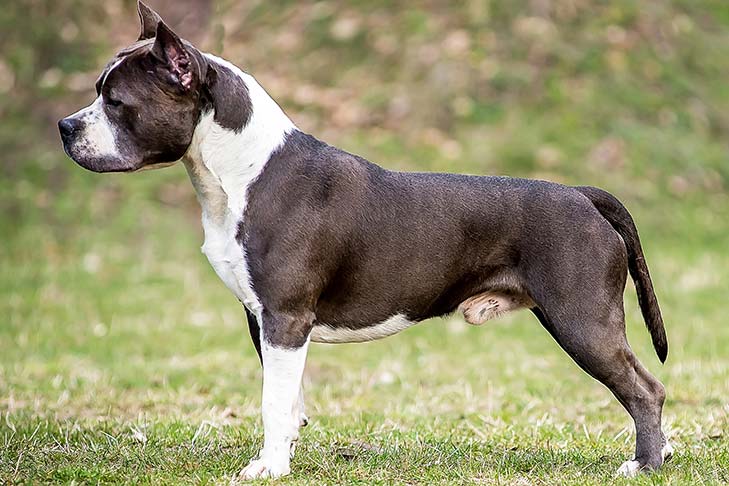 63+ Staffordshire Terrier Breed