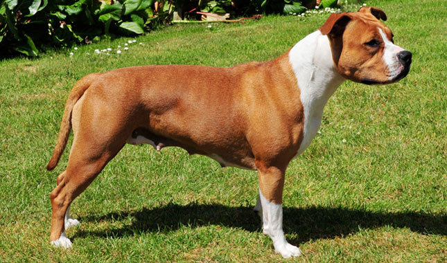 American Staffordshire Terrier: Photo #9