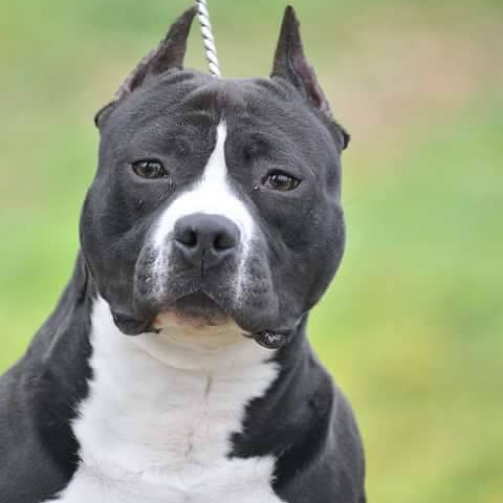 American Staffordshire Terrier: Photo #5