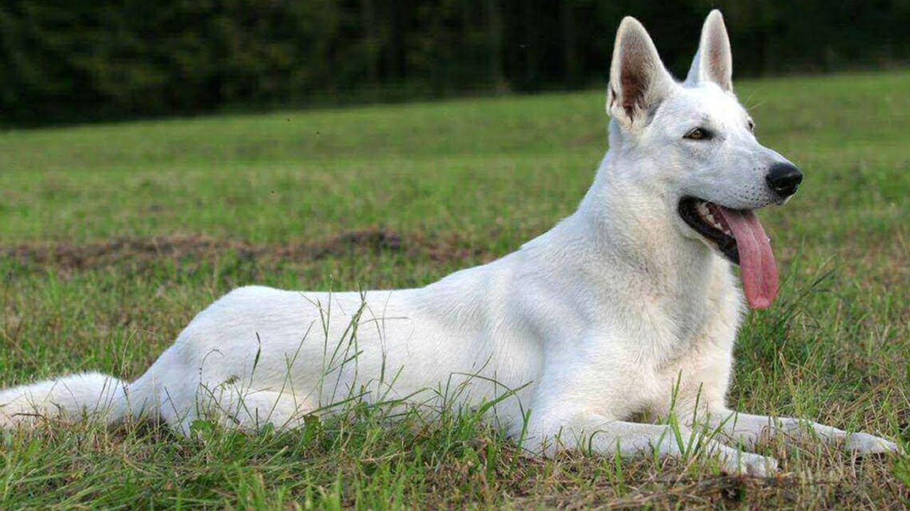 Best White German Shepherd Puppies For Sale Near Me In Turkey