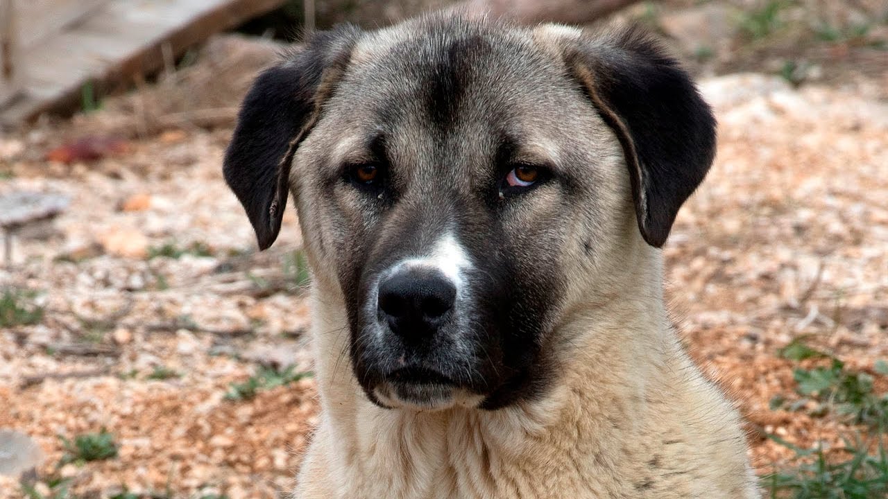 Anatolian Shepherd Dog: Photo #8