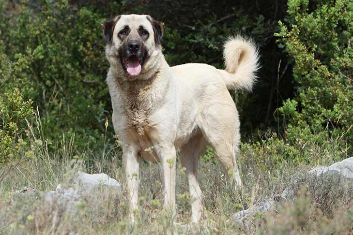 Anatolian Shepherd Dog: Photo #2