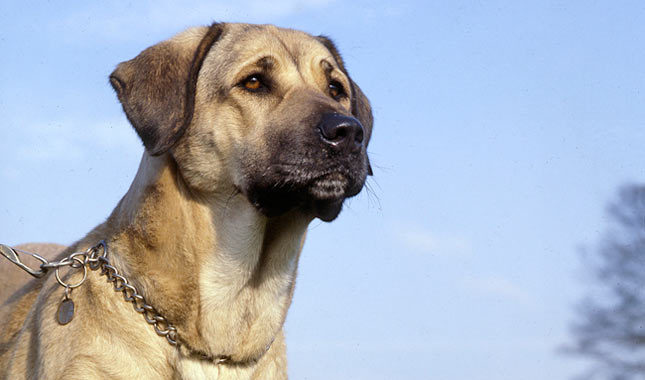 Anatolian Shepherd Dog: Photo #3