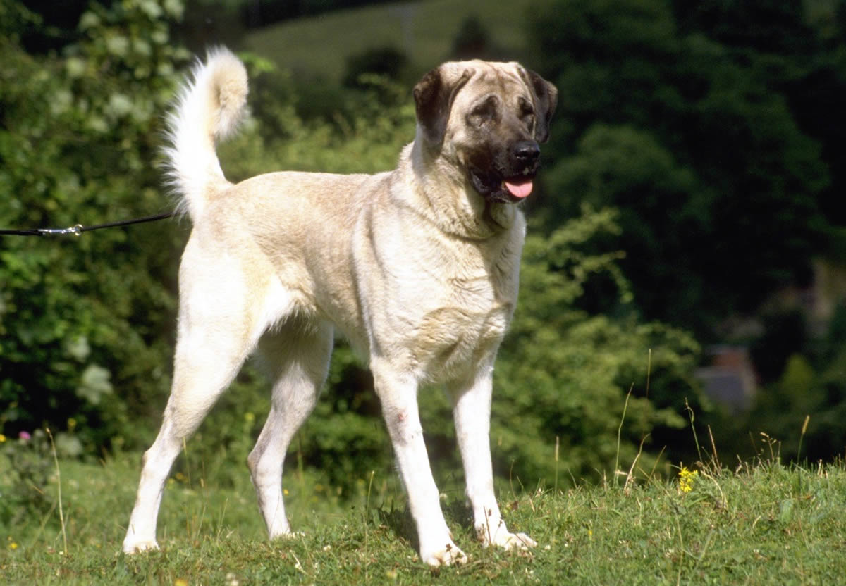 Anatolian Shepherd Dog: Photo #4