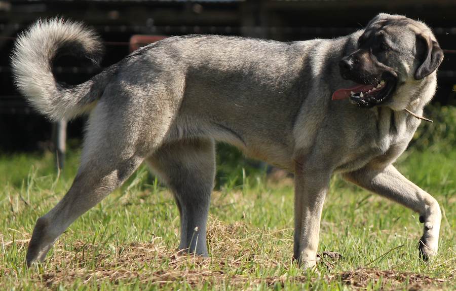 Anatolian Shepherd Dog: Photo #5