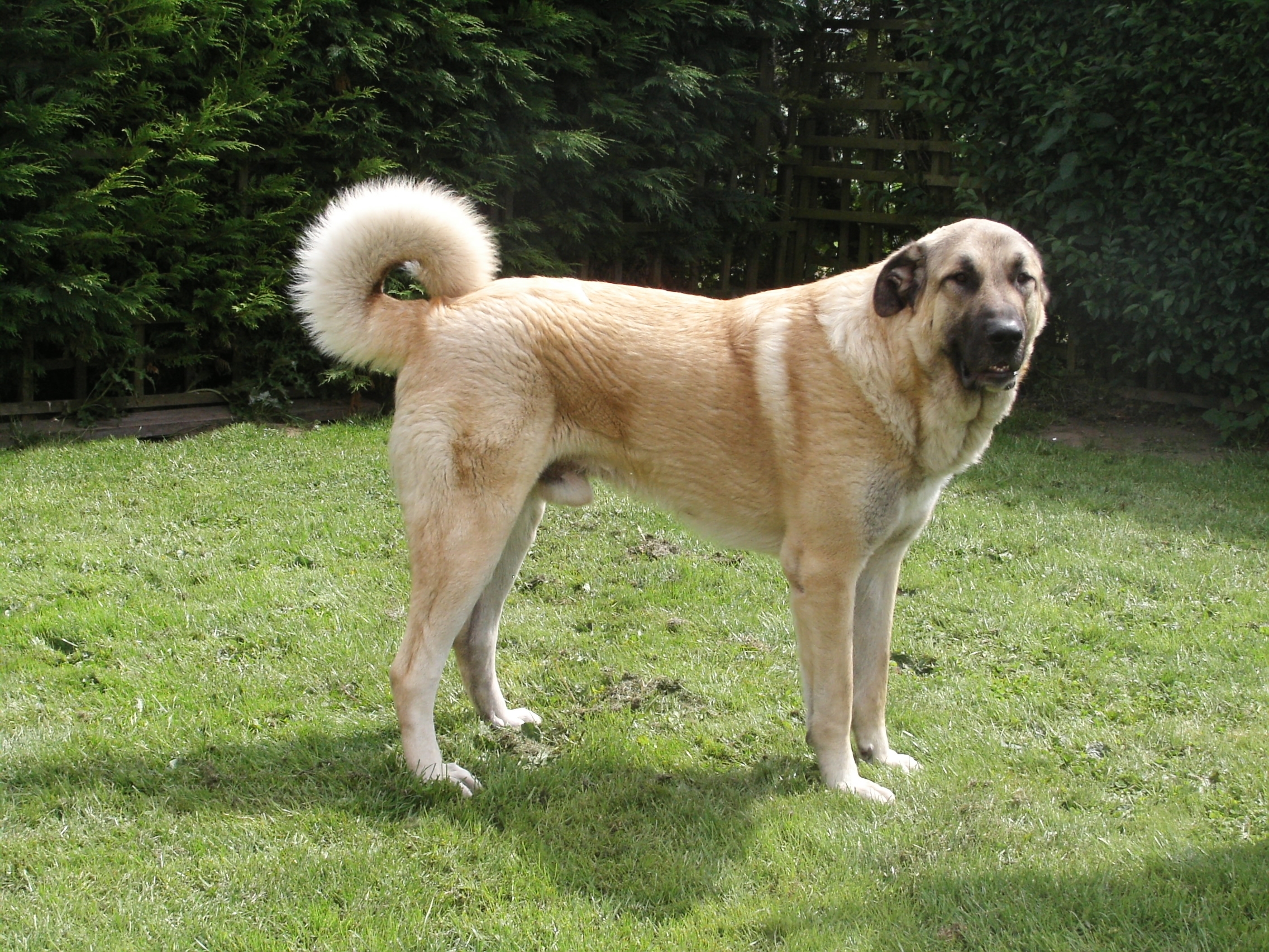 Anatolischer Hirtenhund: Der loyale und beschützende Wachhund