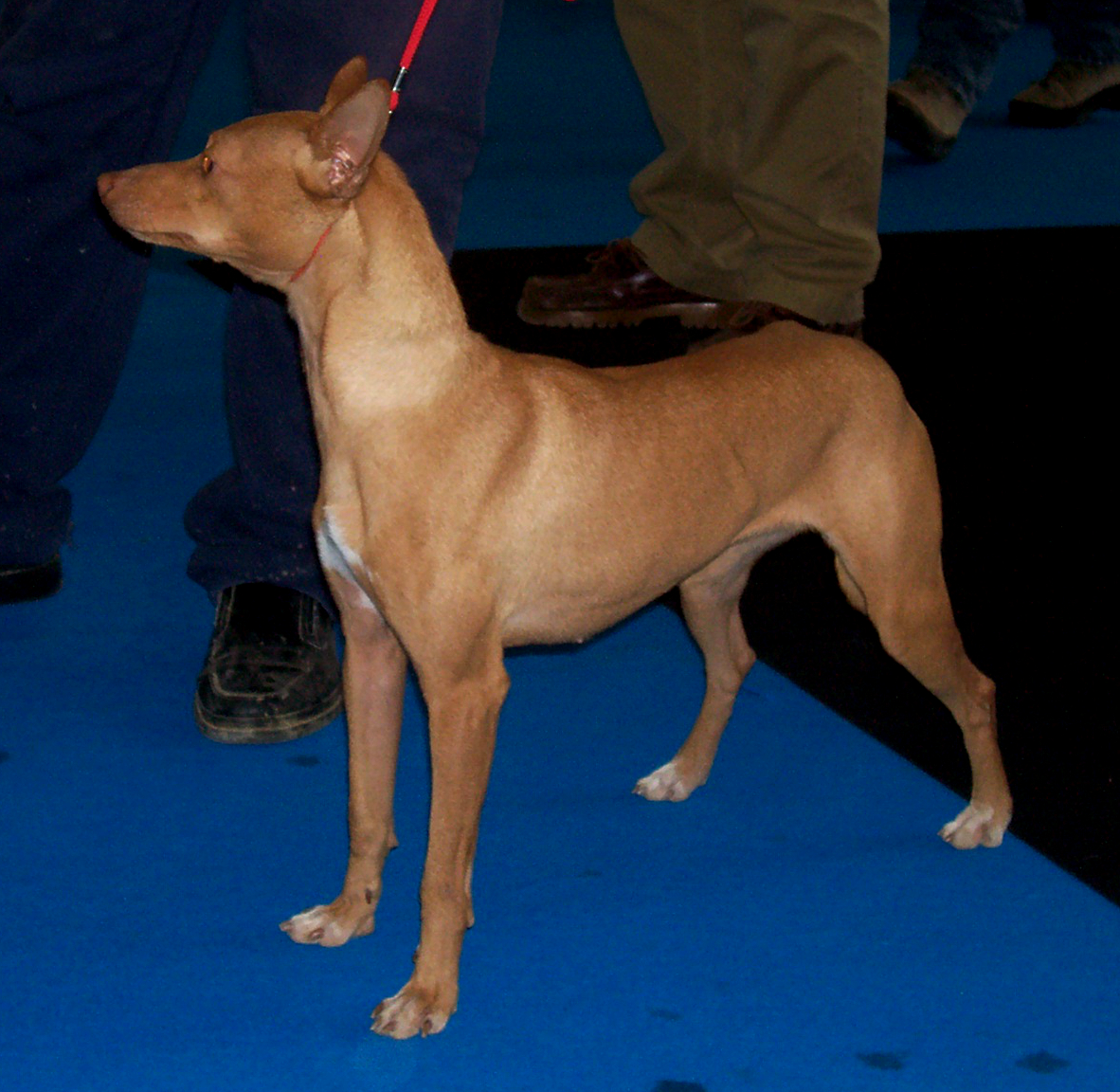 Andalusian Hound: Photo #10