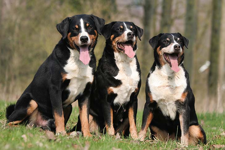 can a appenzeller sennenhund guard a home