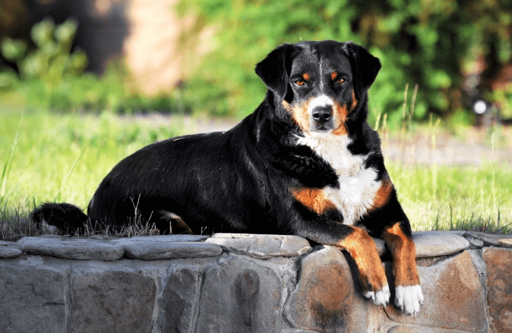 Appenzeller Sennenhund: Photo #3