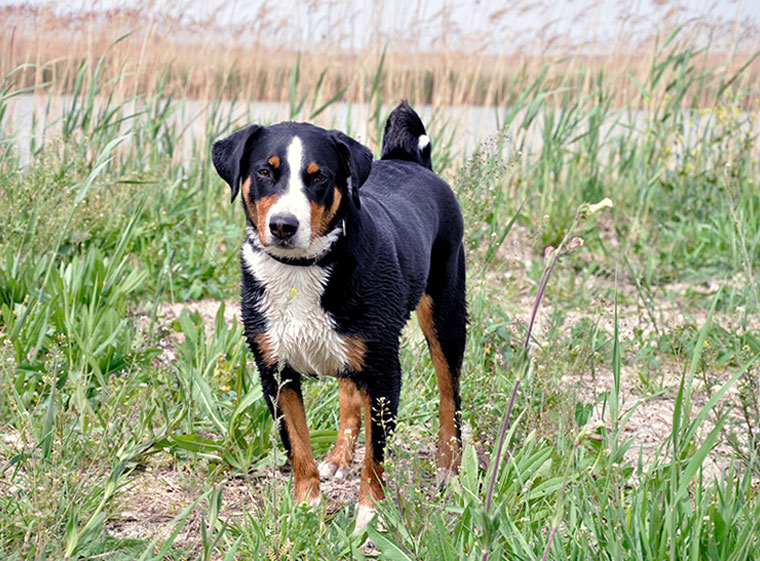 Appenzeller Sennenhund: Photo #5