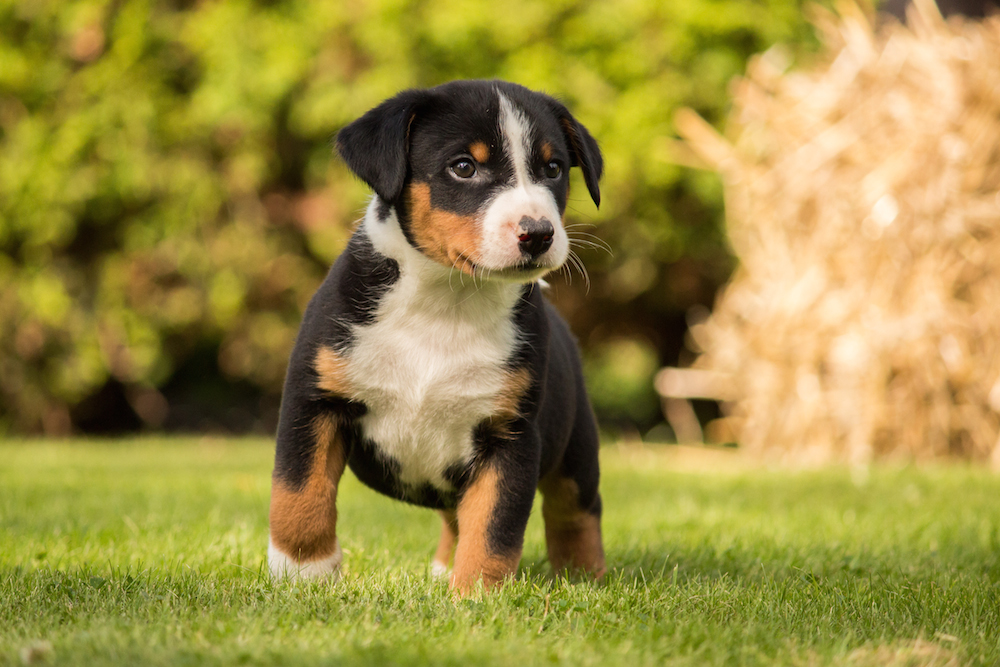 can a appenzeller sennenhund guard a home