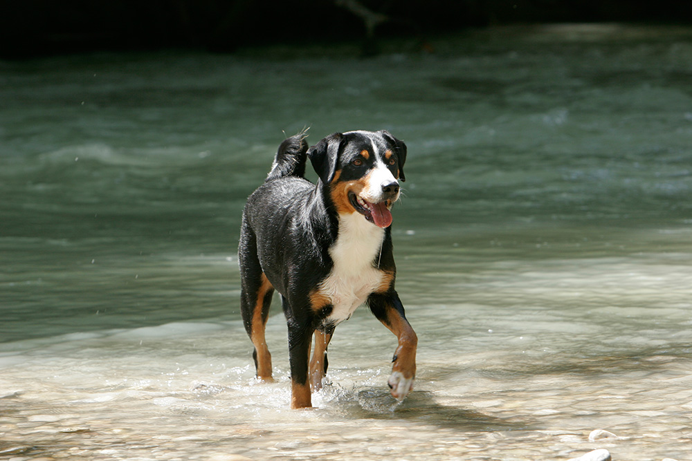 can a appenzeller sennenhund guard a home