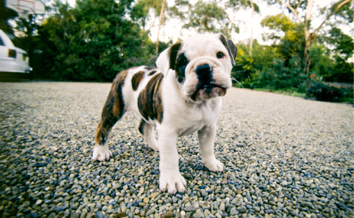 Australian Bulldog: Photo #10