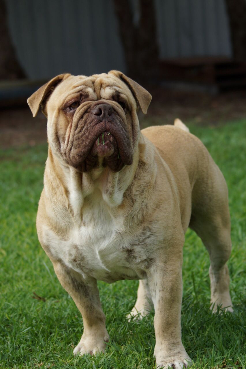 Top Austrailian Bulldog in 2023 Don t miss out 