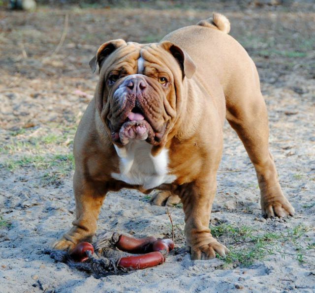 Australian Bulldog - Temperament, Lifespan, Shedding, Puppy