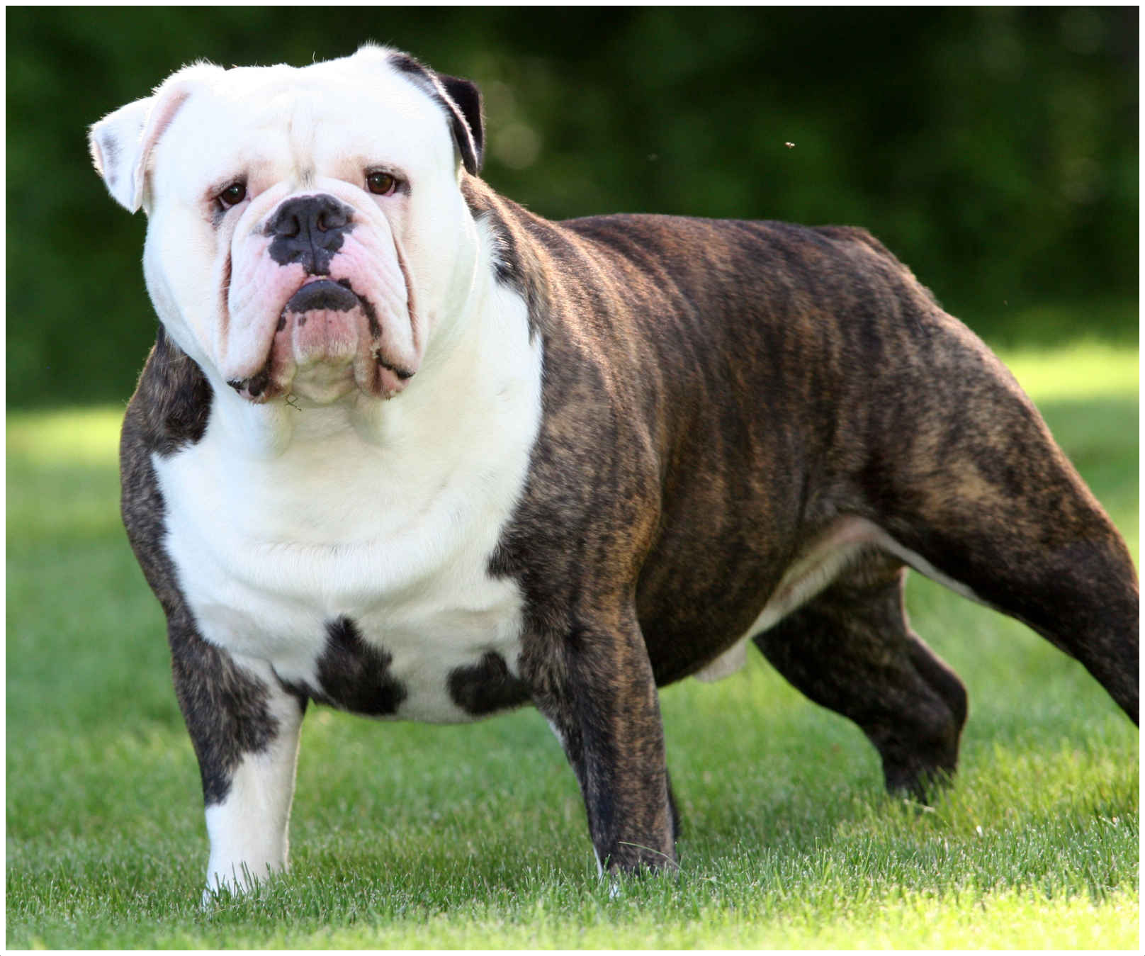 Australian Bulldog - Temperament, Lifespan, Shedding, Puppy