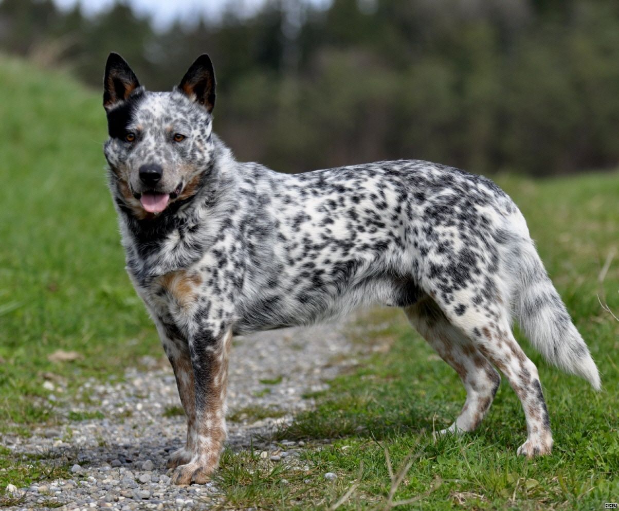 Australian Cattle Dog - Temperament, Lifespan, Shedding, Puppy