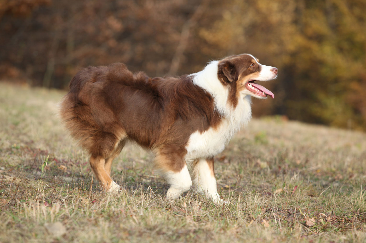 australian-shepherd-temperament-lifespan-shedding-puppy