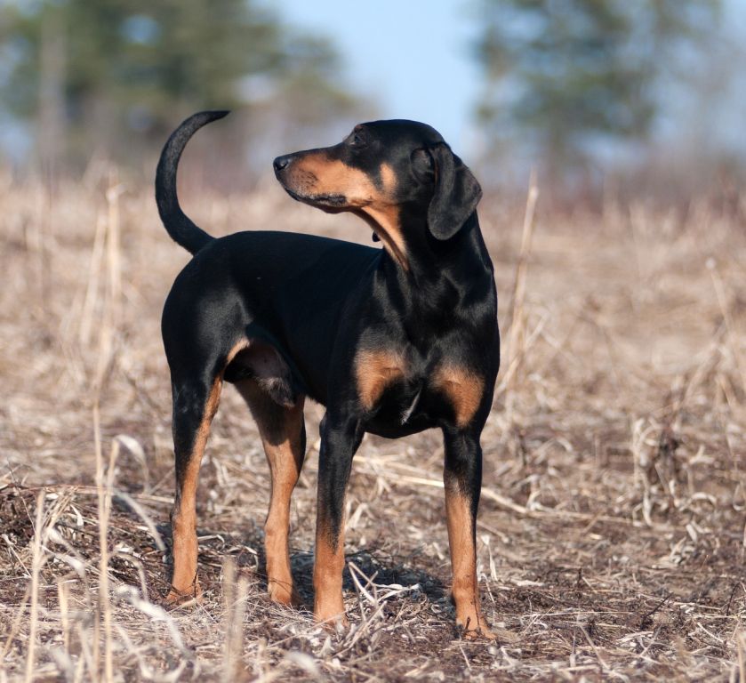 Austrian Black and Tan Hound Information, Photos, Characteristics, Names