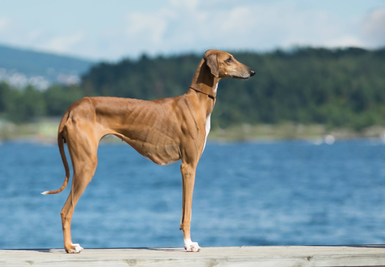 Azawakh Temperament Lifespan Shedding Puppy Azawakh Temperament Lifespan Shedding Puppy