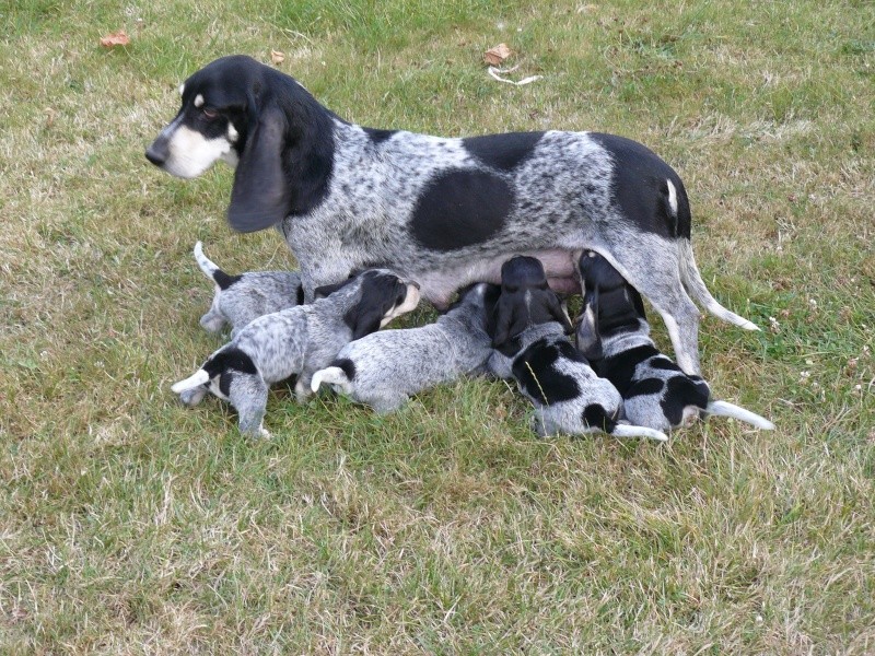 Basset Bleu De Gascogne Information Photos Characteristics Names