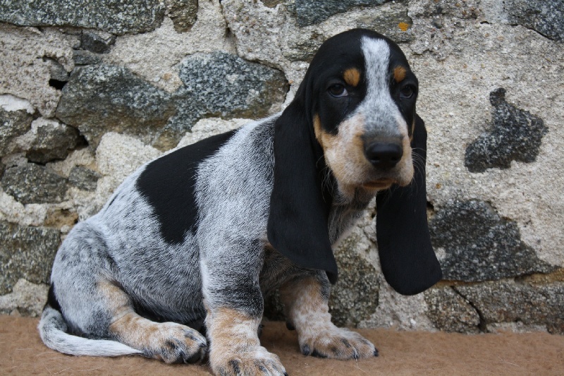 Basset Bleu De Gascogne Information Photos Characteristics Names