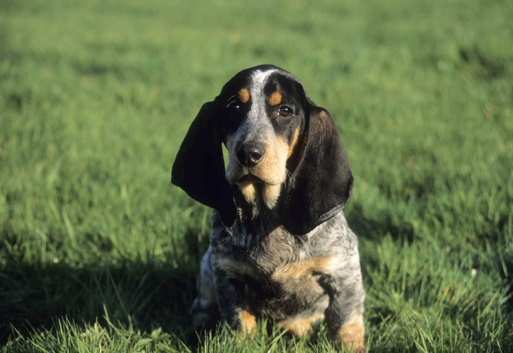 are basset bleu de gascogne hypoallergenic