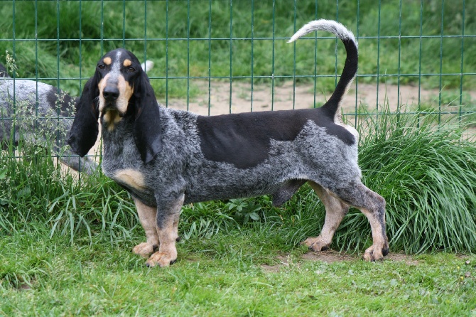 are basset bleu de gascogne hypoallergenic