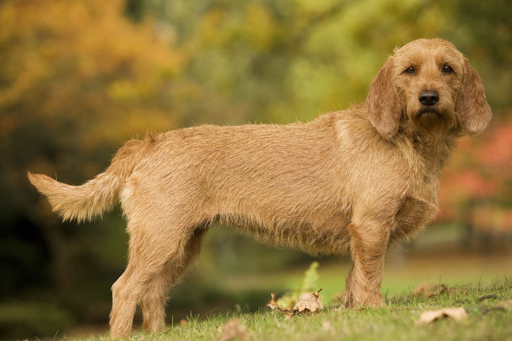 Basset Fauve de Bretagne - Temperament, Lifespan, Shedding, Puppy