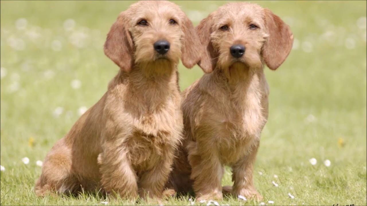 Basset Fauve de Bretagne - Temperament, Lifespan, Shedding, Puppy