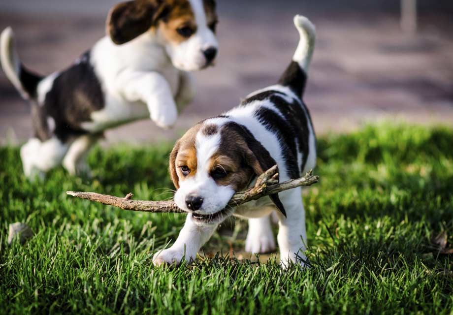 Beagle: Photo #10