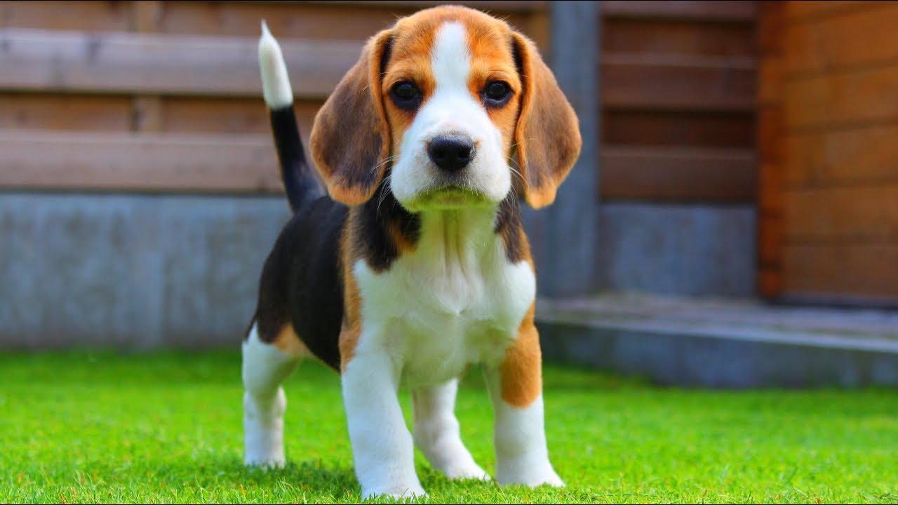 Beagle: Photo #2