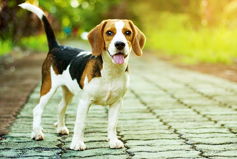 Beagle: Photo #4