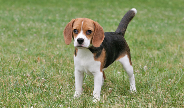 Beagle: Photo #5