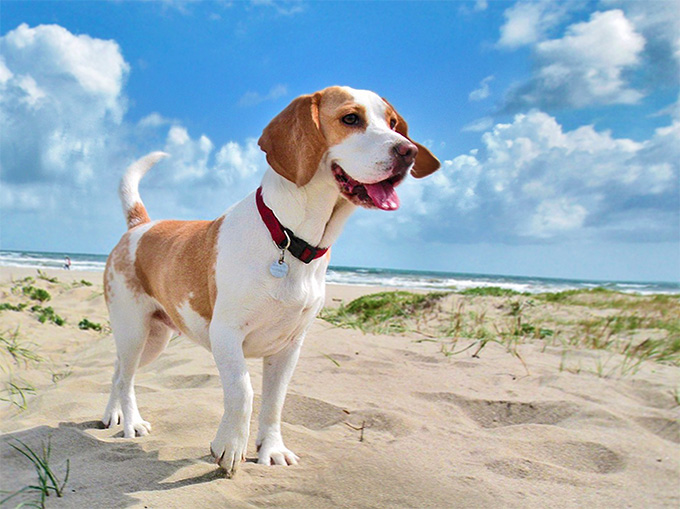 Beagle: Photo #8