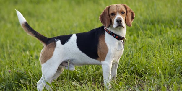 Beagle: Photo #9