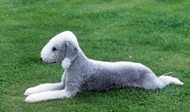 Bedlington Terrier: Photo #4