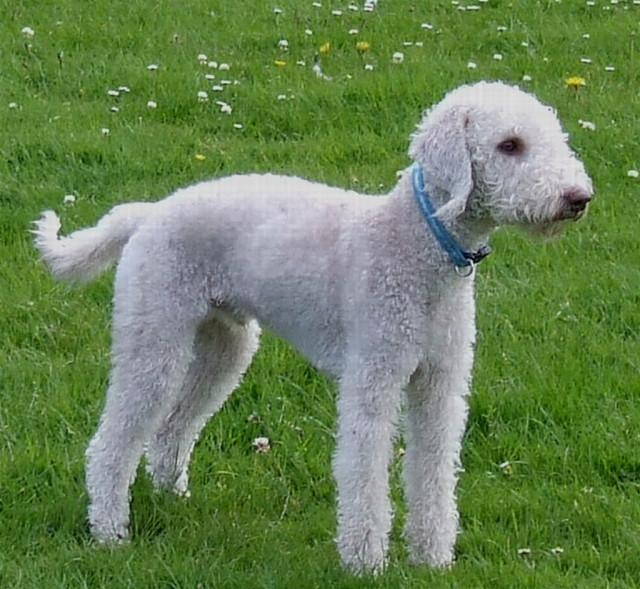 Bedlington Terrier: Photo #5