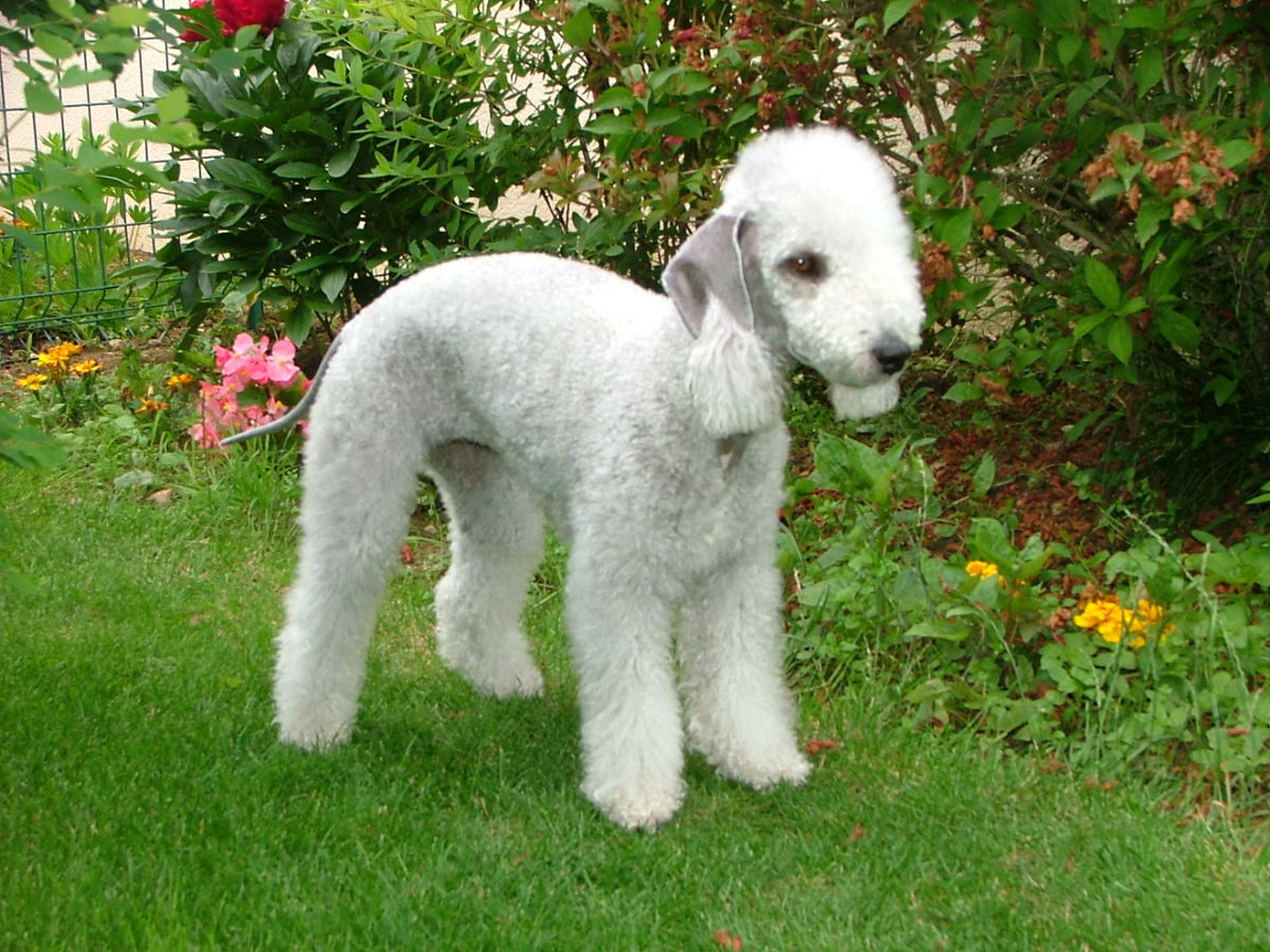 Bedlington Terrier: Photo #6