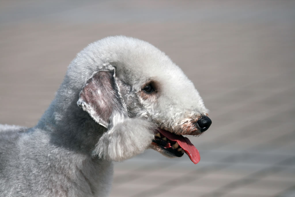 Bedlington Terrier: Photo #8