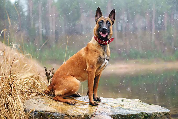 Belgian Malinois - Temperament, Lifespan, Shedding, Puppy