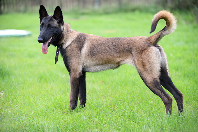 Belgian Malinois - Temperament, Lifespan, Shedding, Puppy