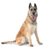 Belgian Shepherd Laekenois