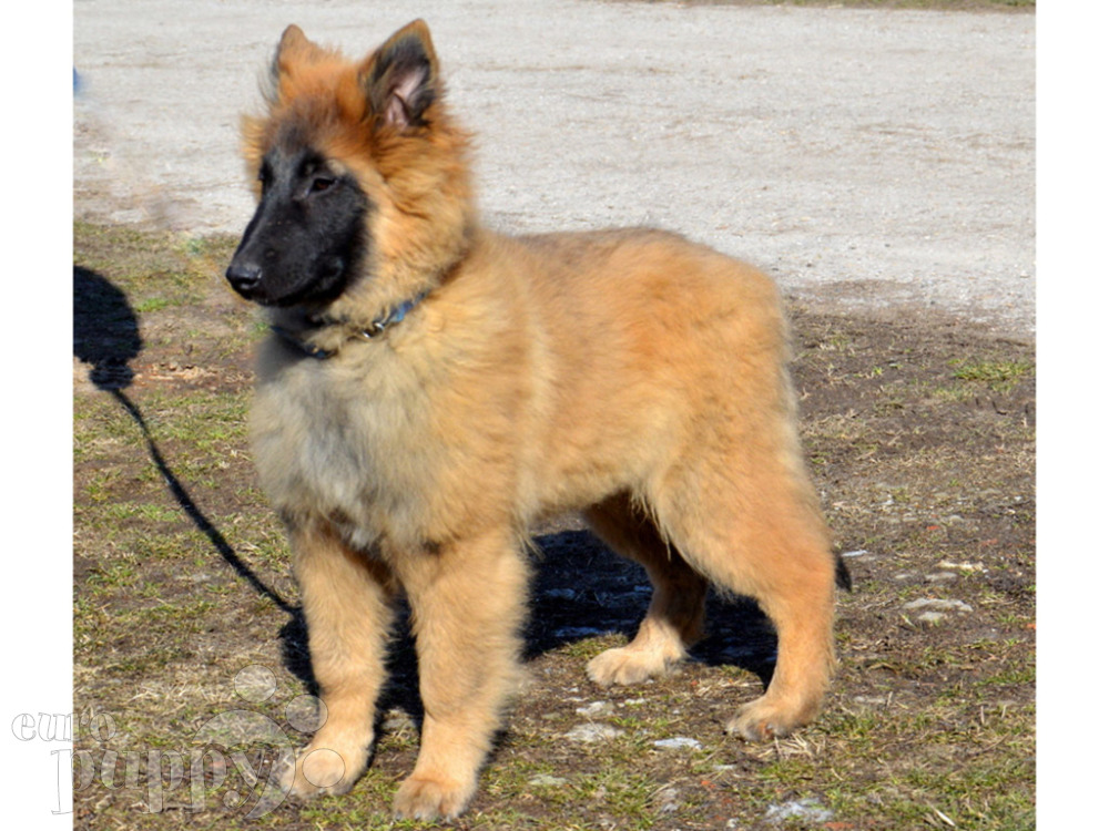 Belgian Tervuren - Temperament, Lifespan, Shedding, Puppy